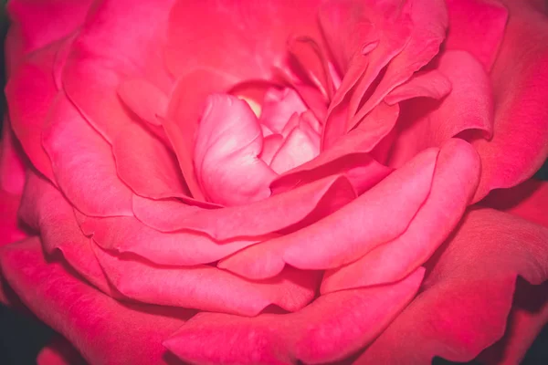 Gros plan d'une petite rose rose — Photo