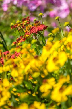 Yaz renkli bir çayırda çiçekler