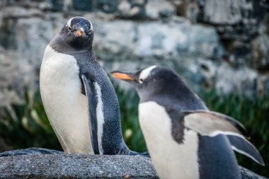 Bir taş üzerinde küçük sevimli penguen duran