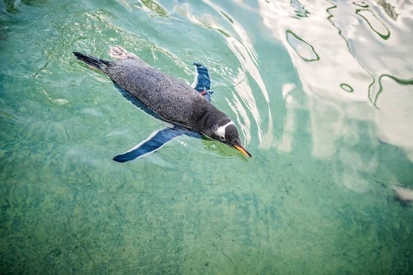 Koupání ve vodě malý tučňák — Stock fotografie