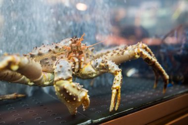 Satılık canlı Yengeç