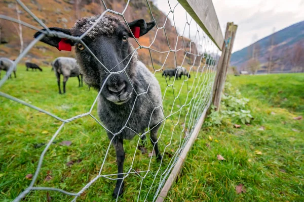 Keçi ve koyun bir çiftlikte çayır üzerinde otlatma — Stok fotoğraf