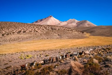 Altiplano üzerinde otlatma llamas sürüsü 