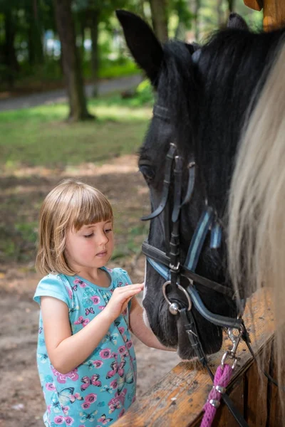 Sevimli küçük kız bir siyah at başkanı okşayarak