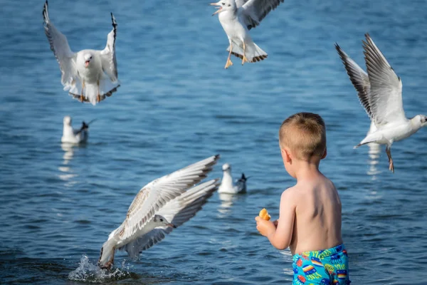 Pequeno menino caucasiano alimentando gaivotas — Fotografia de Stock