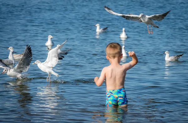 Little caucasian boy feeding seagulls — Stock Photo, Image