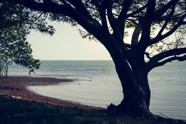 Einzelner Baum am Ufer eines Sees — Stockfoto