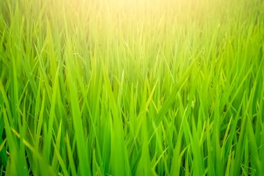 Yeşil çim arka plan kaplaması 