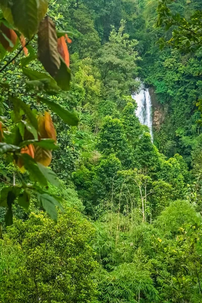 Невеликий водоспад в щільних джунглях — стокове фото