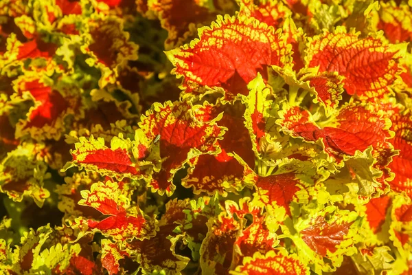 Červené a žluté listy balinéskou rostliny — Stock fotografie