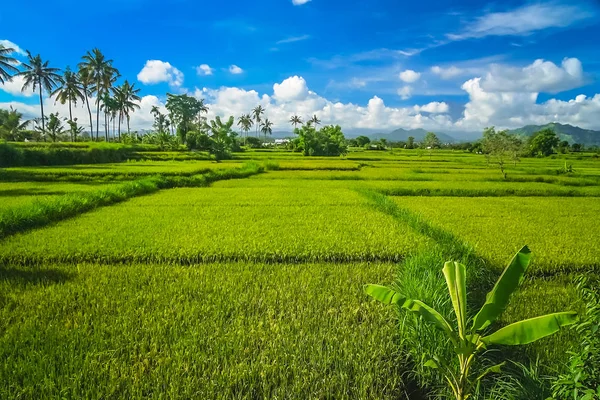 Щільні тропічного пейзажу Балі — стокове фото