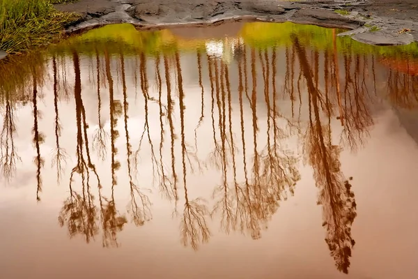 Reflejo de árboles altos en el pequeño estanque — Foto de Stock