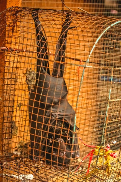 Petite chauve-souris noire dans une cage à vendre — Photo
