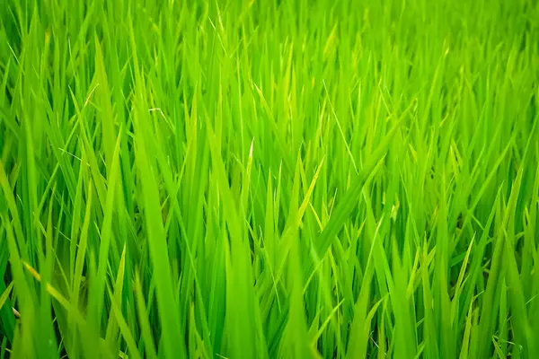Fond d'herbe verte superposition — Photo