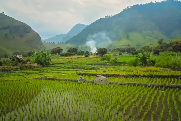 Teraszos ricefields a trópusokon, Szumátra, Indonézia — Stock Fotó