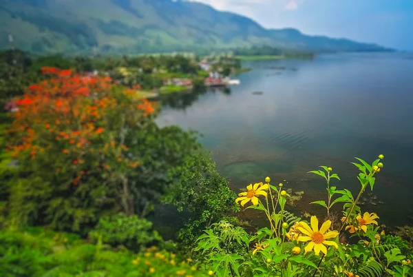 Bunga di pantai Danau Toba di Sumatera — Stok Foto