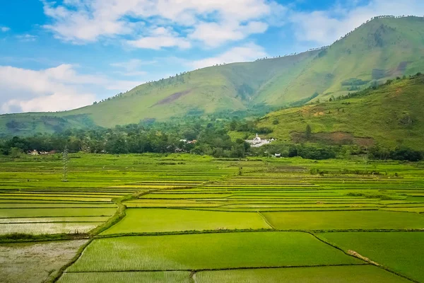 Szeregowy ricefields w tropikalnej wyspie Sumatra, Indonezja — Zdjęcie stockowe