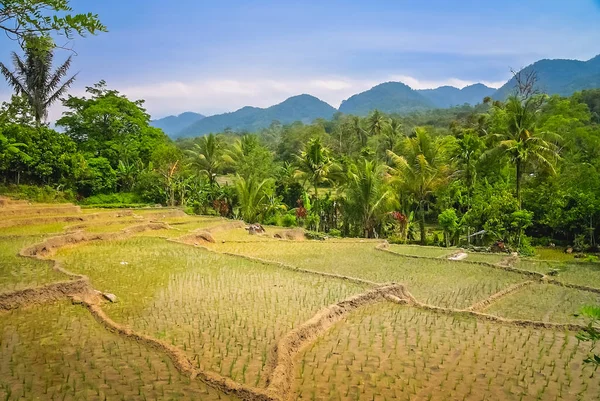 Szeregowy ricefields w tropikalnej wyspie Sumatra, Indonezja — Zdjęcie stockowe