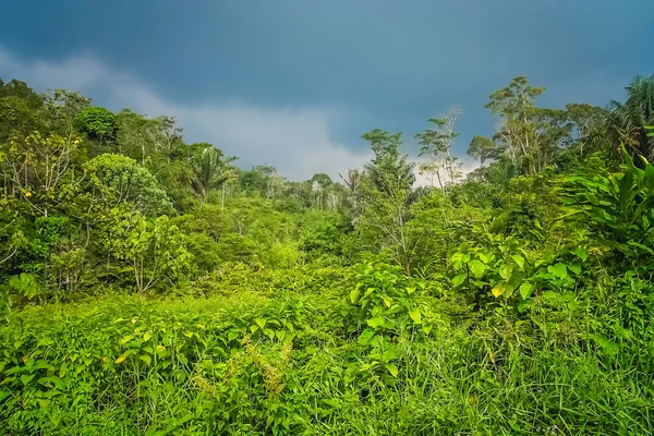 Paisaje verde tropical de Sumatra — Foto de Stock