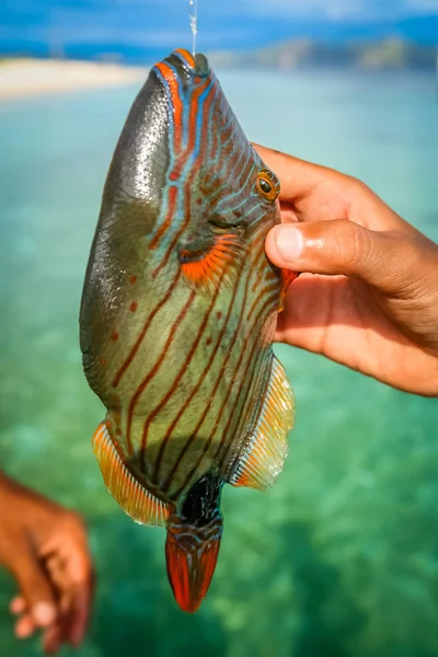 Kleurrijke tropische vissen — Stockfoto