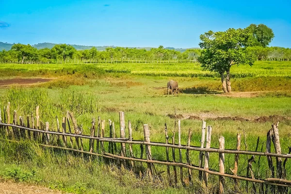 Дерев'яний паркан на фермі в Sumbava — стокове фото