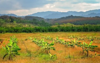 Muz ağaçları plantasyon