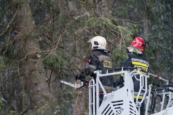 Firefighter pruning trees in snow — Stock Photo, Image