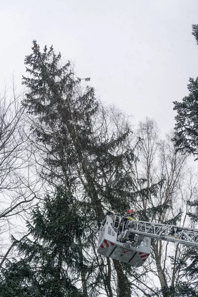 Πυροσβέστης κλάδεμα δέντρων στο χιόνι — Φωτογραφία Αρχείου