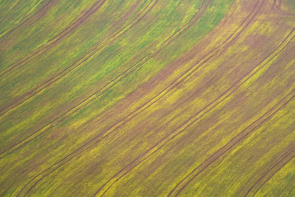 Yellow and green field background — Stock Photo, Image