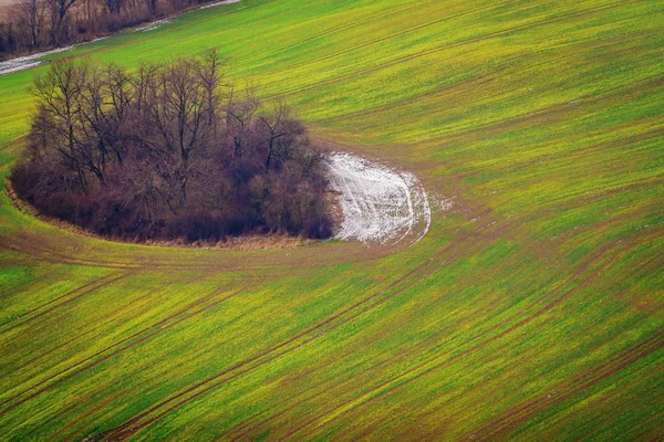 Grappe d'arbres dans un champ — Photo