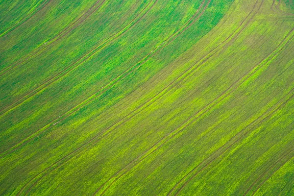 Green field background — Stock Photo, Image