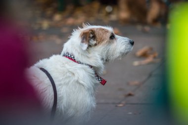 Küçük beyaz köpek sahibini bekliyor 