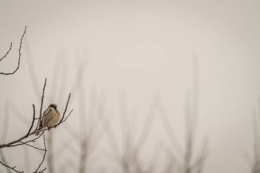 Bir ağaç dalı kışın oturan küçük serçe