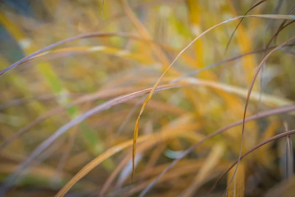 Nahaufnahme von Frühling gelbes Gras — Stockfoto