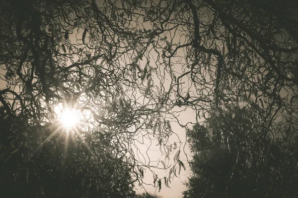 Sol brillando a través de las ramas de los árboles — Foto de Stock