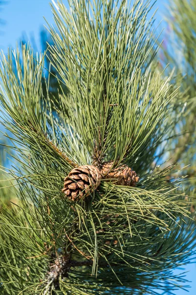 Detalhe de um pinheiro — Fotografia de Stock