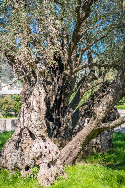 De oudste olijfboom in Europa — Stockfoto