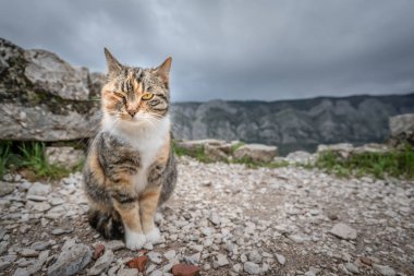 Kotor gelen sevimli kedi