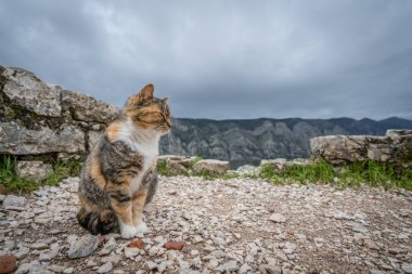 Kotor gelen sevimli kedi