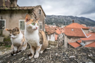 Bir taş merdivenlerde oturan sevimli kediler