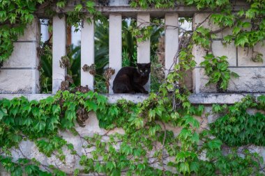 Şirin küçük siyah kedi