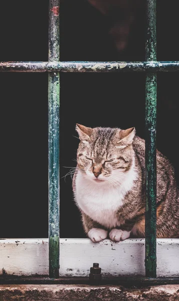 Chat mignon assis sur le panneau de fenêtre — Photo