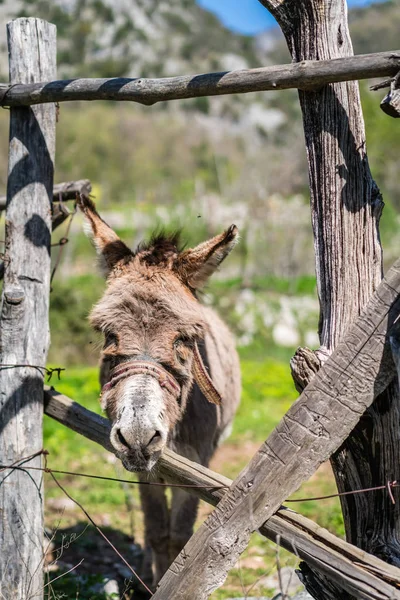 Bir çiftlikte küçük üzgün eşek — Stok fotoğraf