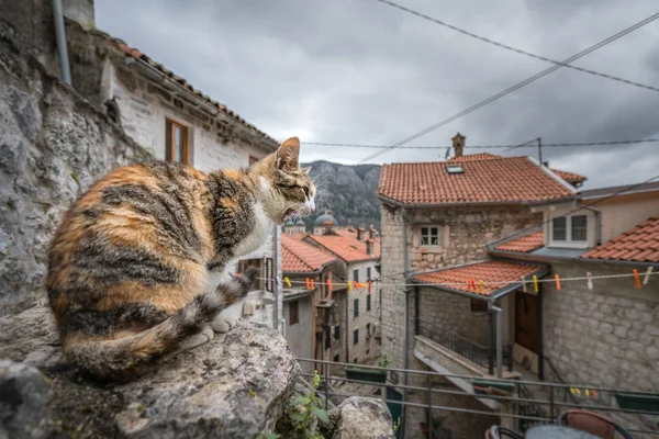 Screeching cat sitting on a boulder in Kotor Royalty Free Stock Photos