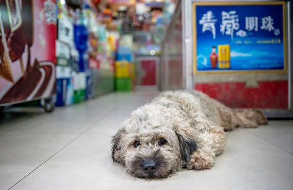 Chien mignon sur un étage de magasin en Chine — Photo