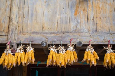 Kuruması için asılmış mısır yığınları