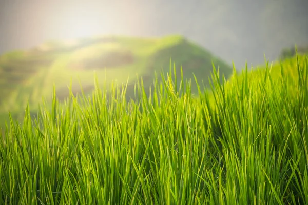 在种植水稻的过程中 — 图库照片