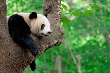 dev panda bambu yaprakları yiyor