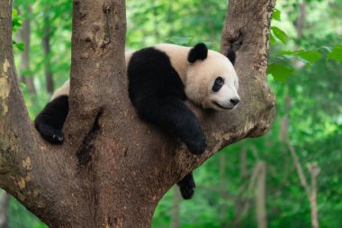 dev panda bambu yaprakları yiyor