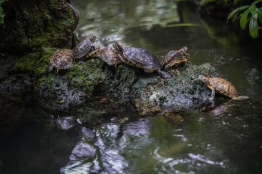 Göletteki bir kayanın üzerindeki bir grup kaplumbağa.